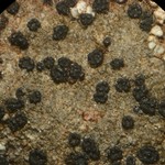 Polysporina simplex