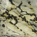 Polysporina simplex