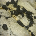 Polysporina simplex