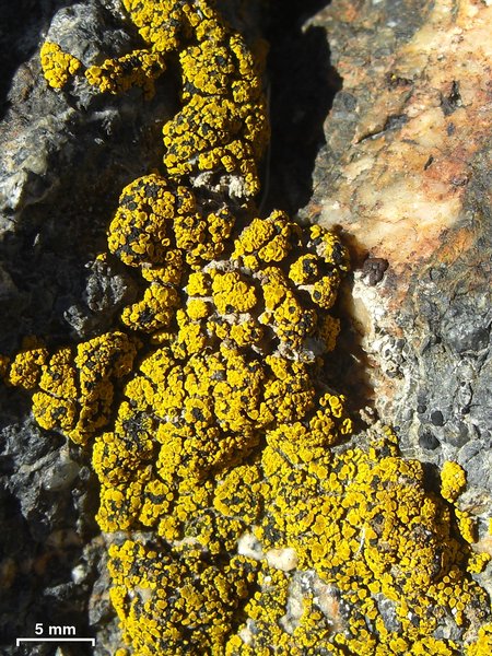 Polysporina subfuscescens