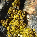 Polysporina subfuscescens