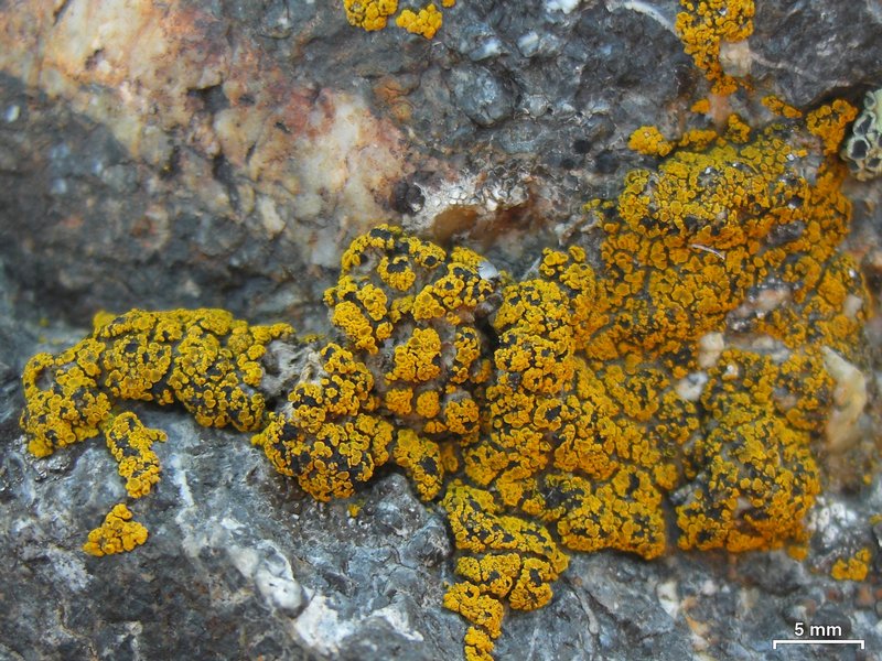 Polysporina subfuscescens
