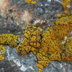Polysporina subfuscescens