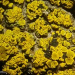 Polysporina subfuscescens