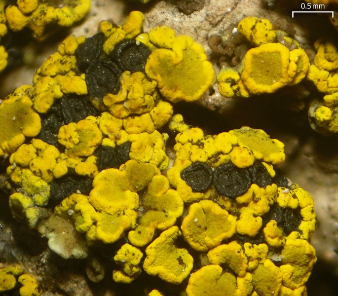 Polysporina subfuscescens