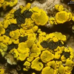 Polysporina subfuscescens