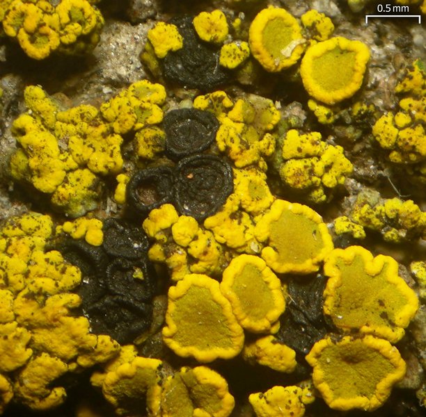 Polysporina subfuscescens