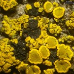 Polysporina subfuscescens