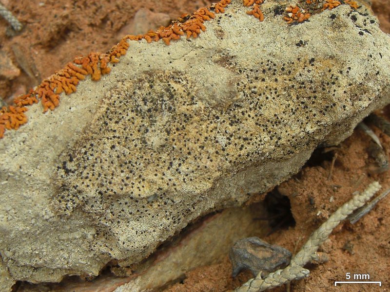 Polysporina urceolata