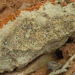 Polysporina urceolata