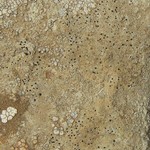 Polysporina urceolata
