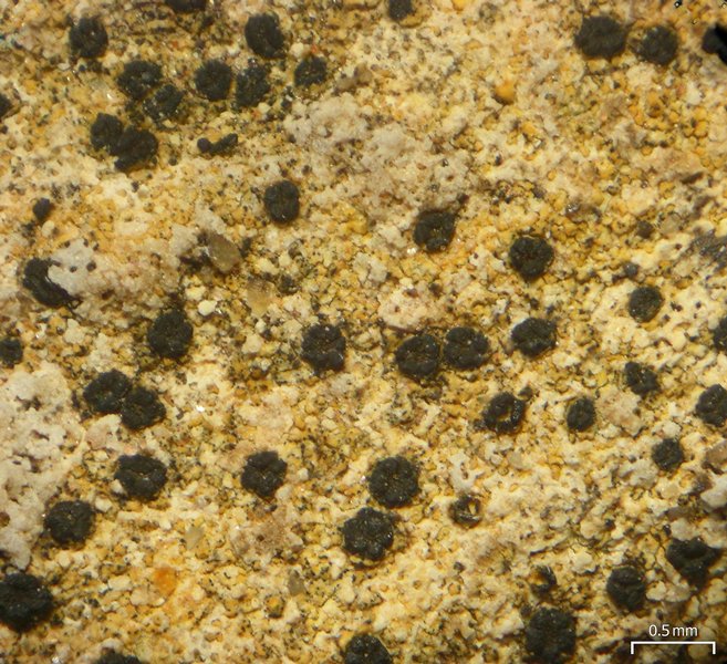 Polysporina urceolata