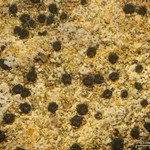 Polysporina urceolata