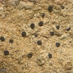 Polysporina urceolata