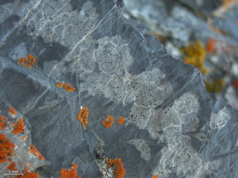 Polysporina urceolata