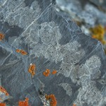 Polysporina urceolata