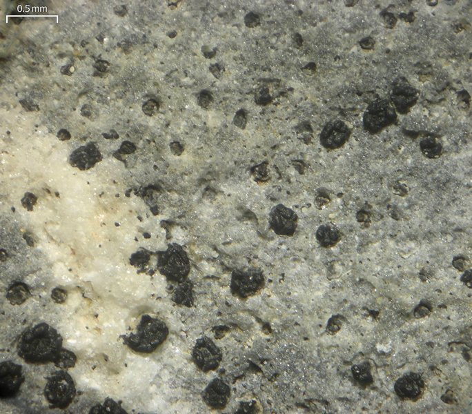 Polysporina urceolata