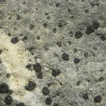 Polysporina urceolata
