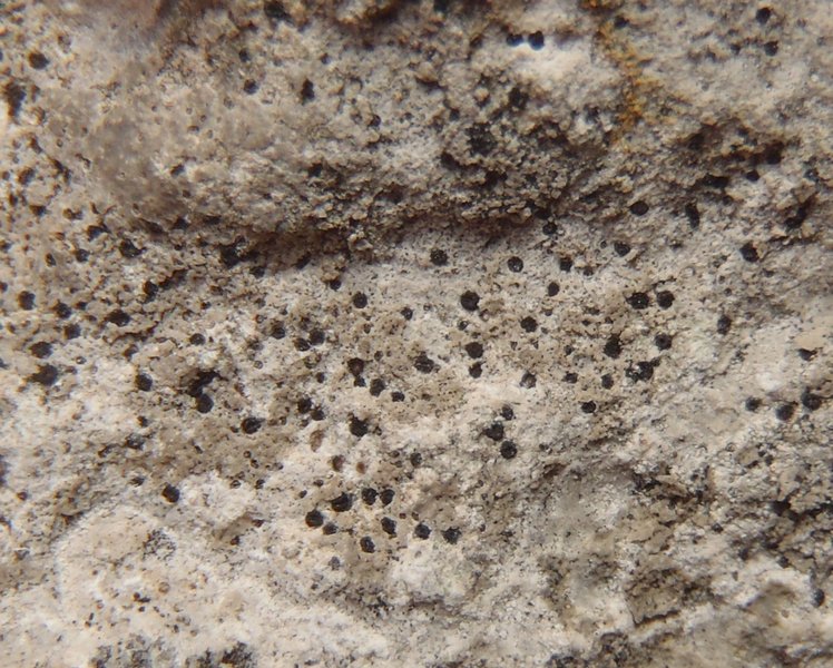 Polysporina urceolata