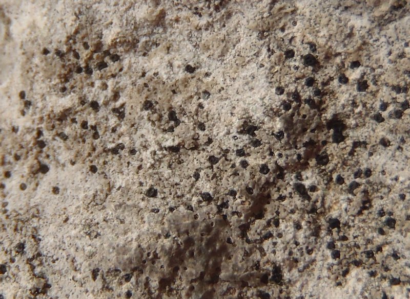 Polysporina urceolata