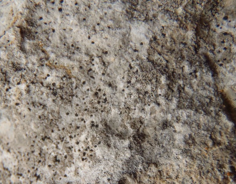 Polysporina urceolata