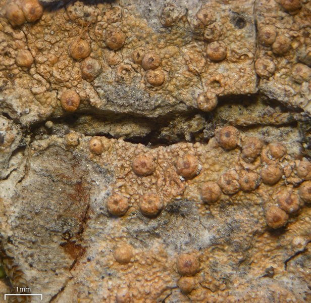 Porina heterospora