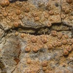 Porina heterospora