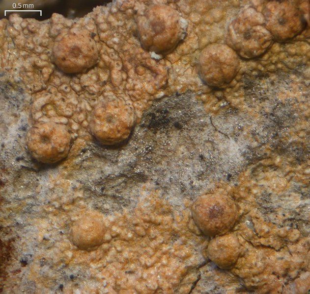 Porina heterospora