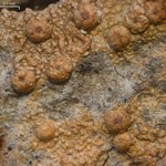 Porina heterospora