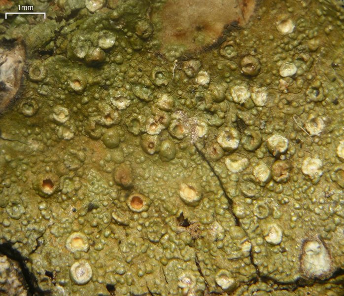 Porina heterospora