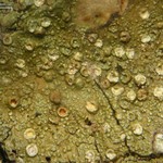 Porina heterospora