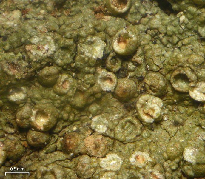 Porina heterospora