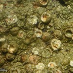 Porina heterospora