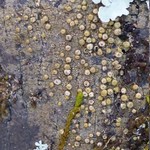 Porina heterospora
