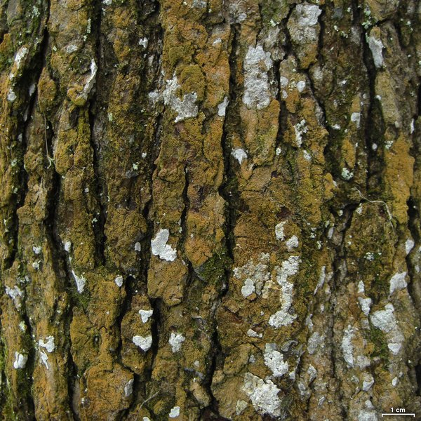 Porina scabrida