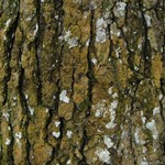 Porina scabrida