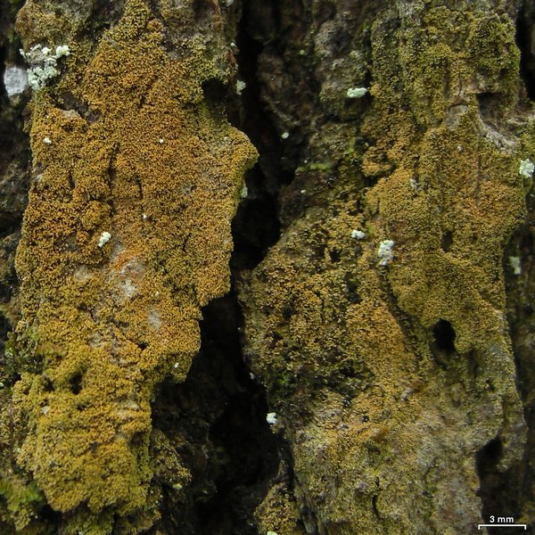 Porina scabrida