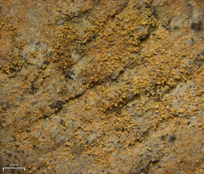 Porina scabrida
