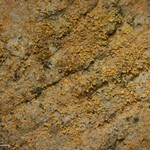 Porina scabrida