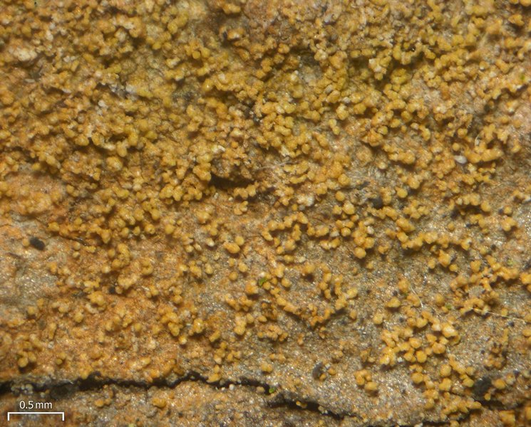 Porina scabrida