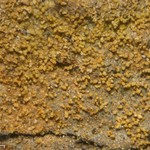 Porina scabrida