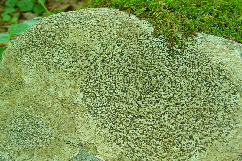 Porpidia albocaerulescens