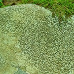 Porpidia albocaerulescens