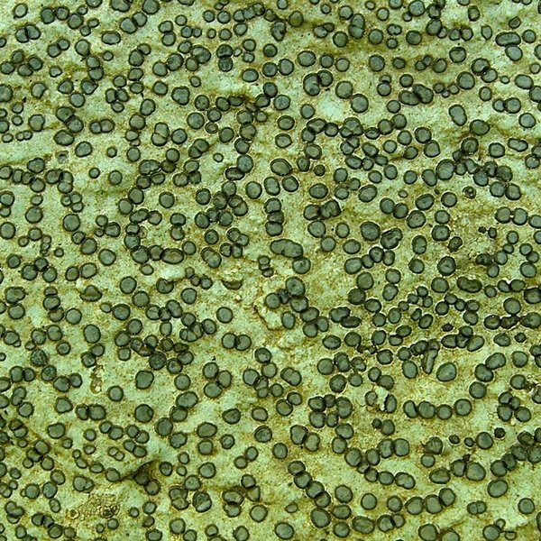 Porpidia albocaerulescens