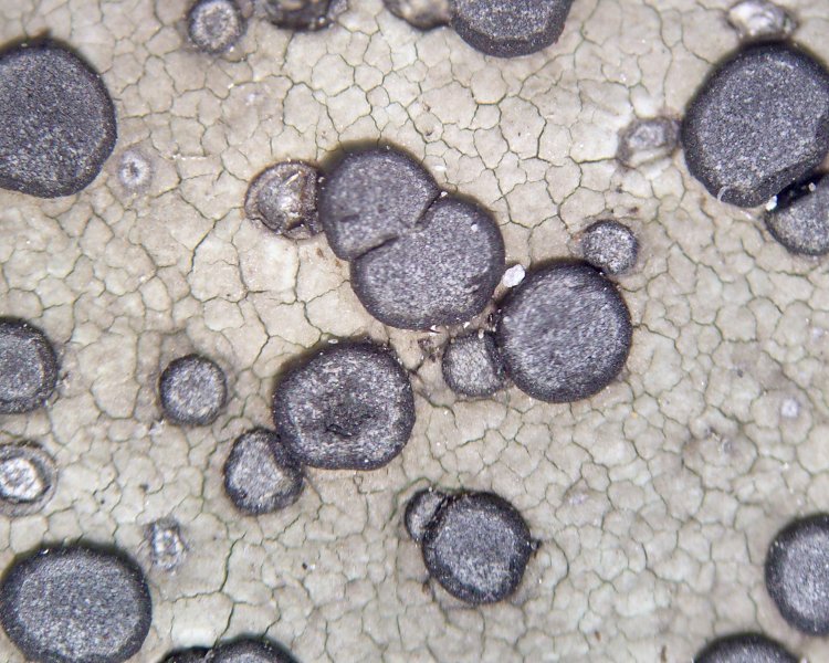Porpidia albocaerulescens