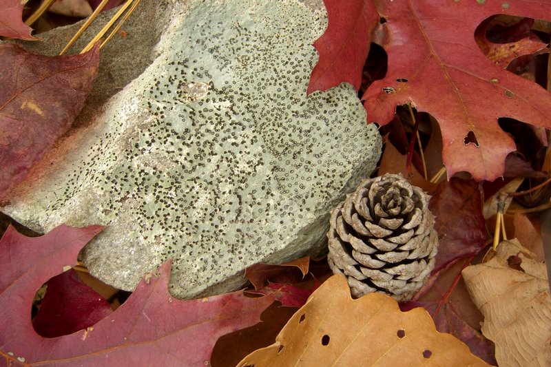 Porpidia albocaerulescens