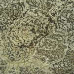 Porpidia albocaerulescens