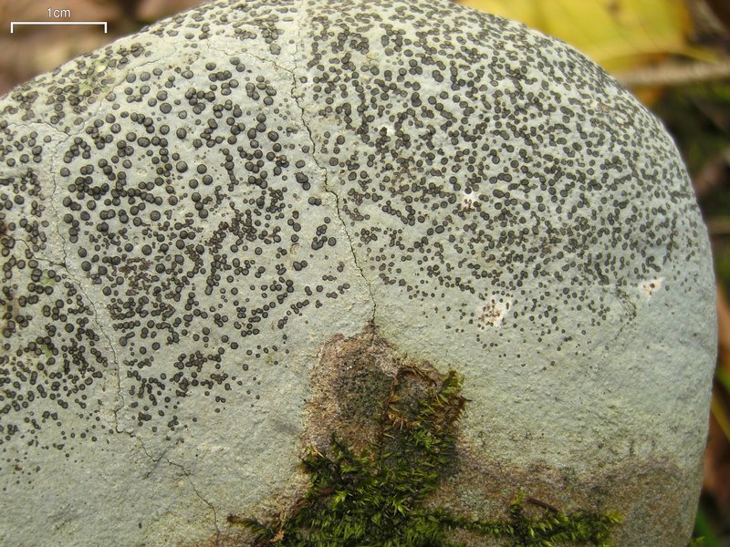Porpidia albocaerulescens