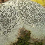 Porpidia albocaerulescens