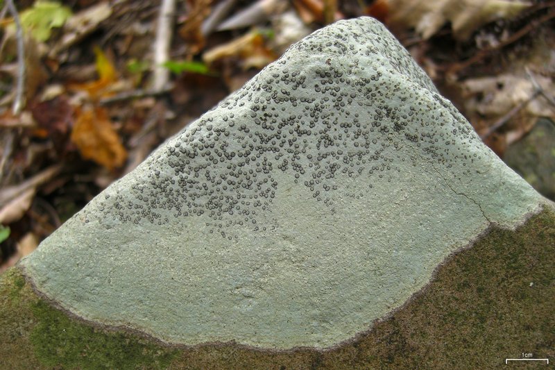 Porpidia albocaerulescens